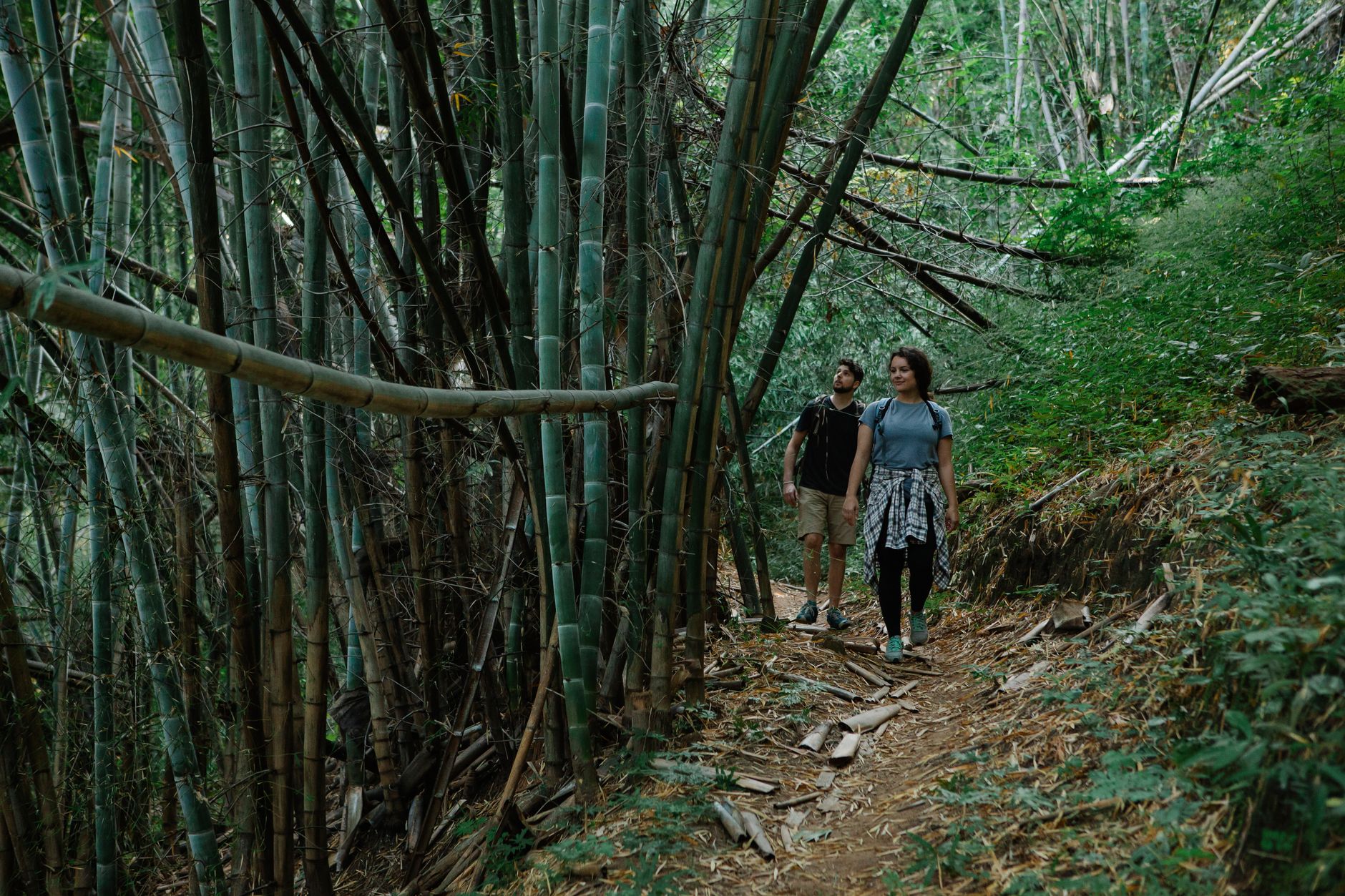 Aventuras na floresta tropical brasileira